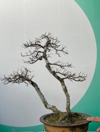Hải Châu lá trung