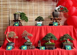 Hội Bonsai Mini Nha Trang (Past)