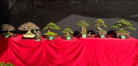 Hội Bonsai Mini Nha Trang
