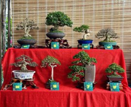 Hội Bonsai Mini Nha Trang (Past)