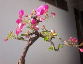 Hoa Giấy Xác Pháo zin rộ hoa...