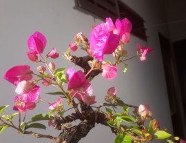 Hoa Giấy Xác Pháo zin rộ hoa...
