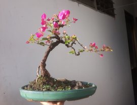 Hoa Giấy Xác Pháo zin rộ hoa...