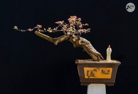 Giấy cẩm thạch chào ngày mới an lành ạ