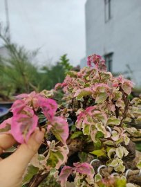 Giấy cẩm thạch chào ngày mới an lành ạ