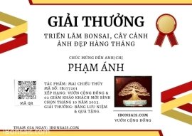 Tác phẩm mai chiếu thủy
