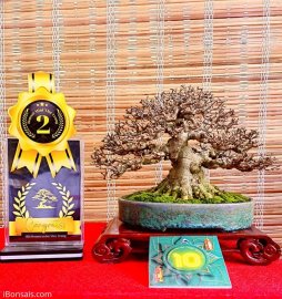 Tác phẩm mai chiếu thủy