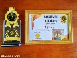Tác phẩm mai chiếu thủy