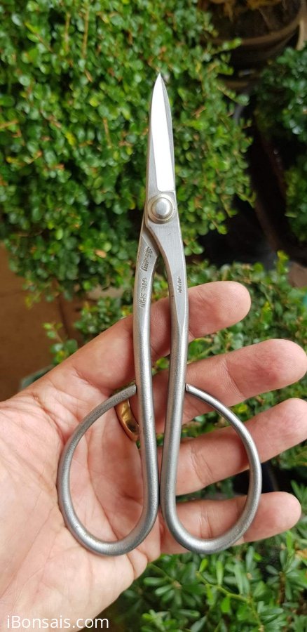 Kéo tỉa thép trắng Kaneshin size 180mm