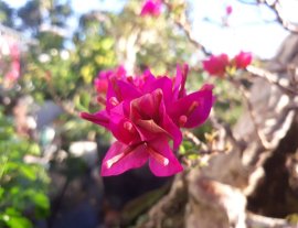Hoa Giấy Mỹ zin đổ treo...