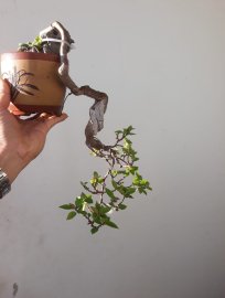 Hoa Giấy Mỹ zin đổ treo...
