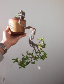 Hoa Giấy Mỹ zin đổ treo...