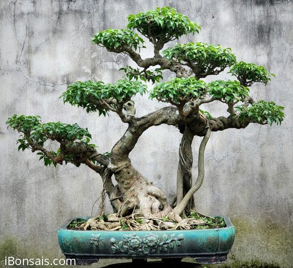 Sanh rất già tầng táng đẹp lá rất đẹp mịn tàn