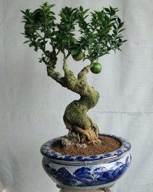 Cần thăng ghép cam mỹ