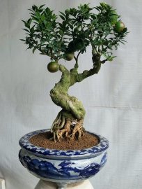 Cần thăng ghép cam mỹ