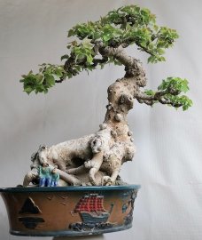 Bồ đề đọt đỏ Bình Định