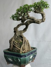 Sanh quê lá đẹp Bình Định