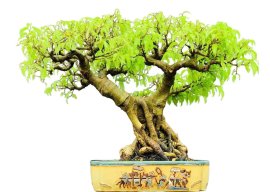 Thanh lý cây Sanh quê ạ