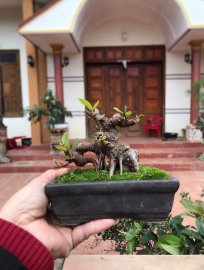 Si hàng bỏ túi