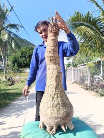 Thiên Tuế