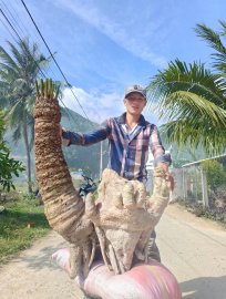 Thiên Tuế