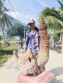 Thiên Tuế