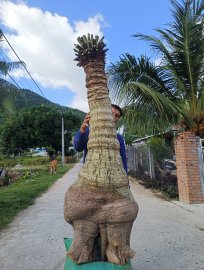 Thiên Tuế