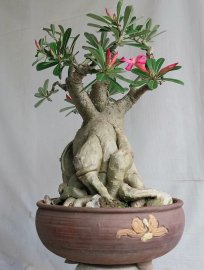 Hoa sứ