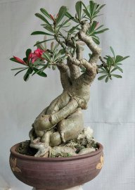 Hoa sứ