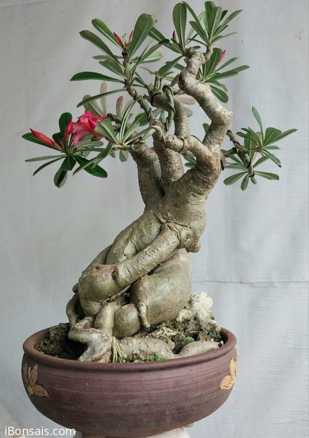 Hoa sứ