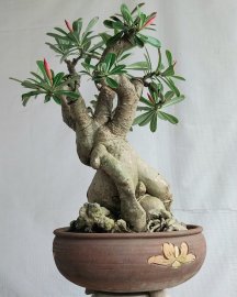 Hoa sứ