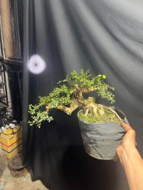 Sam trái giá ếk nên rẻ