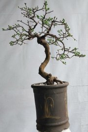 Mai vàng về thủ đô ..