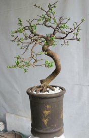 Mai vàng về thủ đô ..