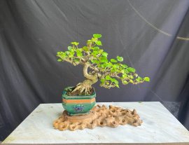 Bụt Đài Loan ae thích ib e
