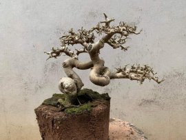 Thích quả co lắc nhìn đến tê người luôn các bác ạ