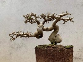 Thích quả co lắc nhìn đến tê người luôn các bác ạ