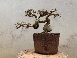 Thích quả co lắc nhìn đến tê người luôn các bác ạ