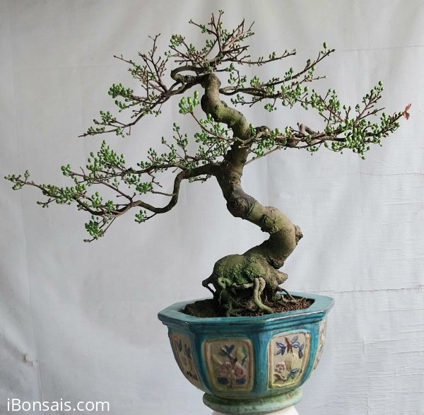 Cúc mai Bình Định