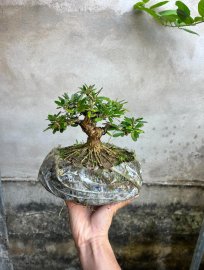 Linh sam song hinh siu mini