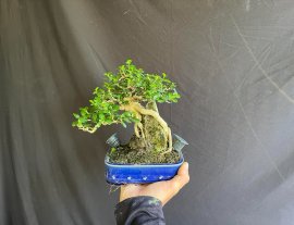 Sam Hương bám đá