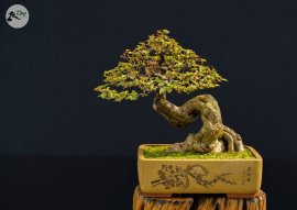 Giấy mỹ chơi tết ạ