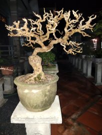 Tp tím huế cs quí ace