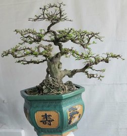 Kim tiền khai thác lâu năm