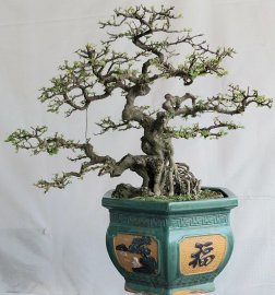 Kim tiền khai thác lâu năm