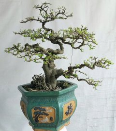 Kim tiền khai thác lâu năm