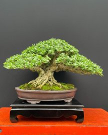 Tác phẩm linh sam