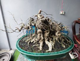 Tp sanh Quê
