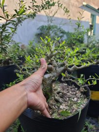 Linh sam trắng phớt hồng rin bung lộc.