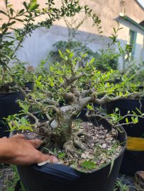 Linh sam trắng phớt hồng rin bung lộc.